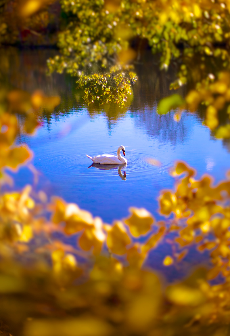 Illustration for article titled 40 Stunning Photos Of Fall Foliage